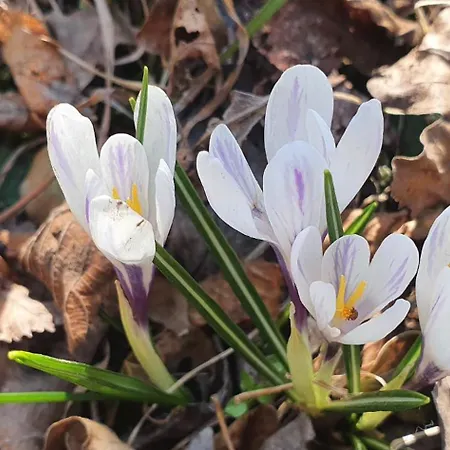 Stephanie - In The Heart Of Alps Above Varenna, Appartement