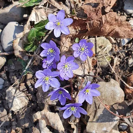 Stephanie - In The Heart Of Alps Above Varenna, *