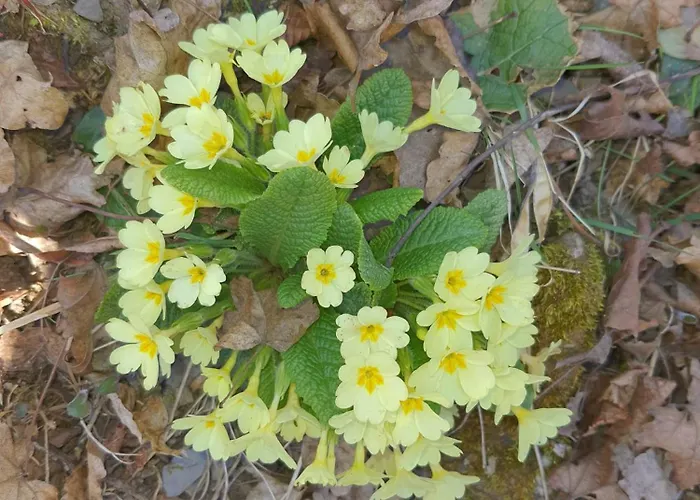 Stephanie Apartment *