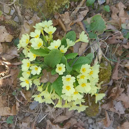 Stephanie - In The Heart Of Alps Above Varenna, דירה *